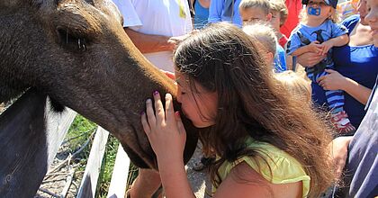 Pferd auf der Sommerreise in Schweden im Urlaub für Familien.